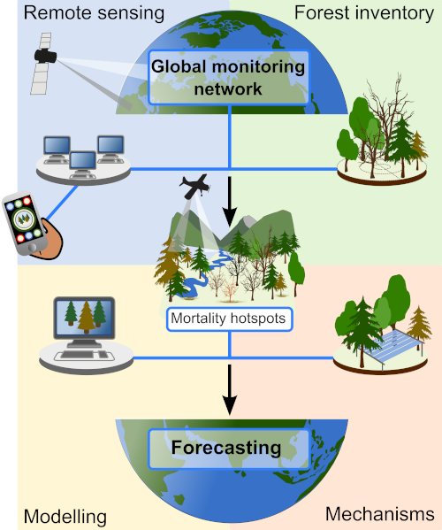 Diagram connecting remote sensing and forest inventories through a global monitoring network, mortality hotspots, modelling, mechanisms and forecasting.